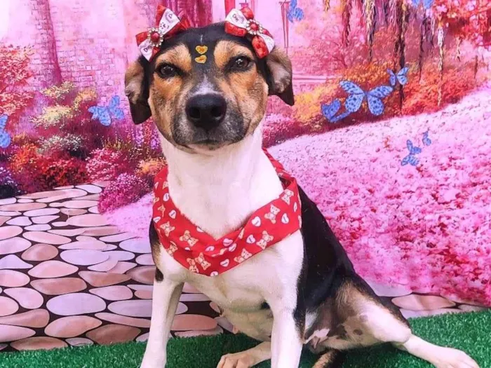 Cachorro ra a Fox paulistinha  idade 2 anos nome Juju