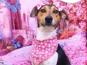 Cachorro raça SRD-ViraLata idade 2 anos nome Sabrina