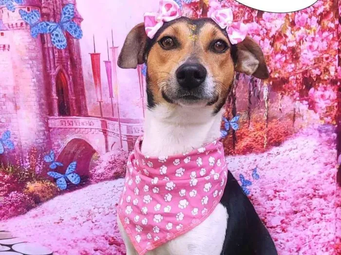Cachorro ra a SRD-ViraLata idade 2 anos nome Sabrina