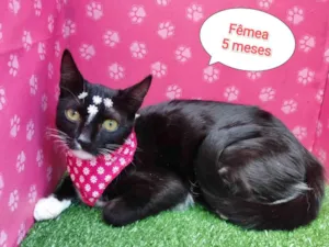 Gato raça SRD-ViraLata idade 2 a 6 meses nome Pretinha 
