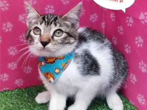 Gato raça SRD-ViraLata idade 2 a 6 meses nome Tobe