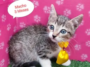 Gato raça SRD-ViraLata idade 2 a 6 meses nome Neno