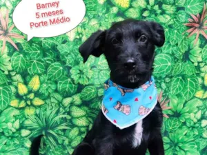 Cachorro raça SRD-ViraLata idade 2 a 6 meses nome Barney