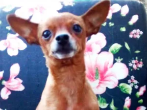 Cachorro raça Pincher ( micro) idade 3 anos nome Toninho 