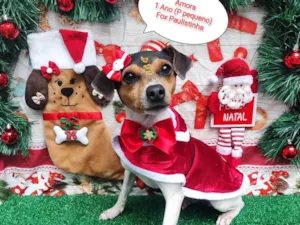 Cachorro raça Fox paulistinha  idade 1 ano nome Amora