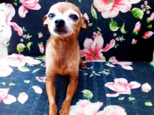 Cachorro raça Pincher ( micro) idade 3 anos nome Dudu