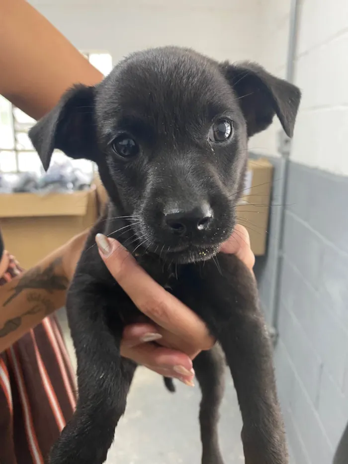 Cachorro ra a SRD-ViraLata idade Abaixo de 2 meses nome Café