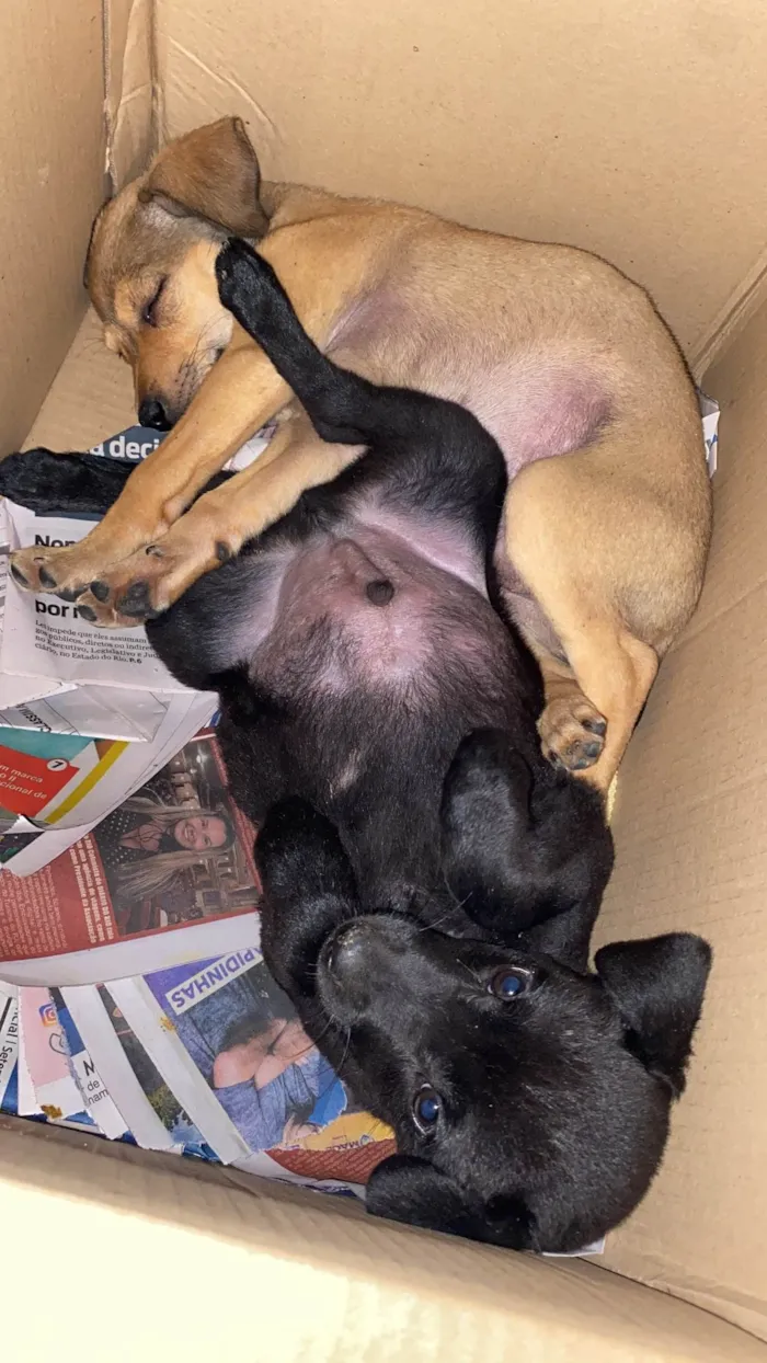 Cachorro ra a SRD-ViraLata idade Abaixo de 2 meses nome Café