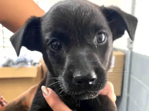 Cachorro raça SRD-ViraLata idade Abaixo de 2 meses nome Café