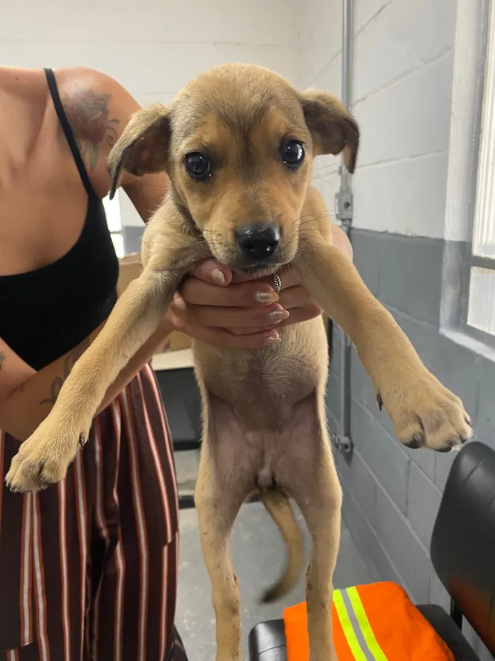 Cachorro ra a SRD-ViraLata idade Abaixo de 2 meses nome Docinho/Caramela