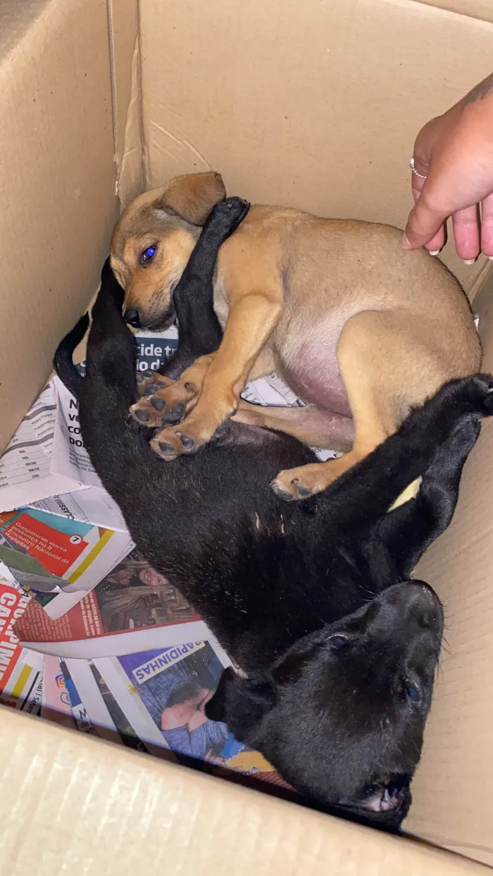 Cachorro ra a SRD-ViraLata idade Abaixo de 2 meses nome Docinho/Caramela