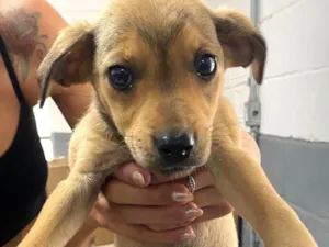 Cachorro raça SRD-ViraLata idade Abaixo de 2 meses nome Docinho/Caramela