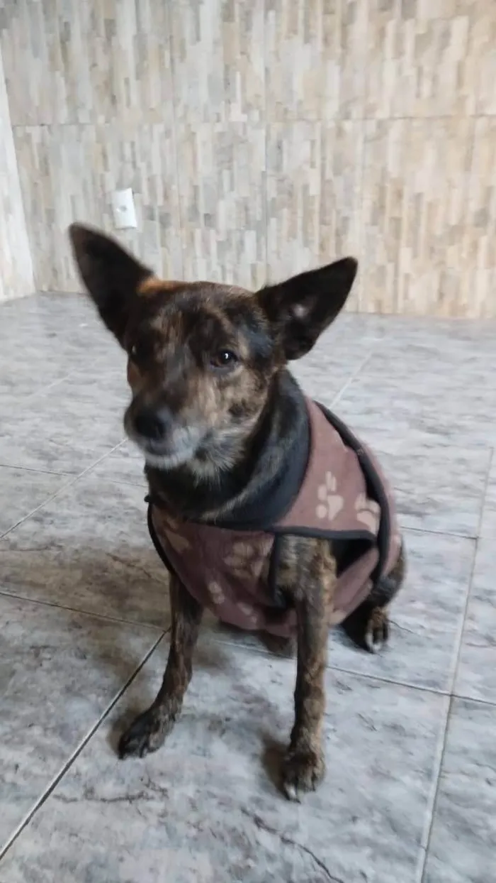 Cachorro ra a SRD-ViraLata idade 1 ano nome Thor