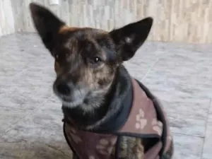 Cachorro raça SRD-ViraLata idade 1 ano nome Thor