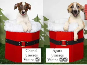 Cachorro raça SRD-ViraLata idade 2 a 6 meses nome Bebês 