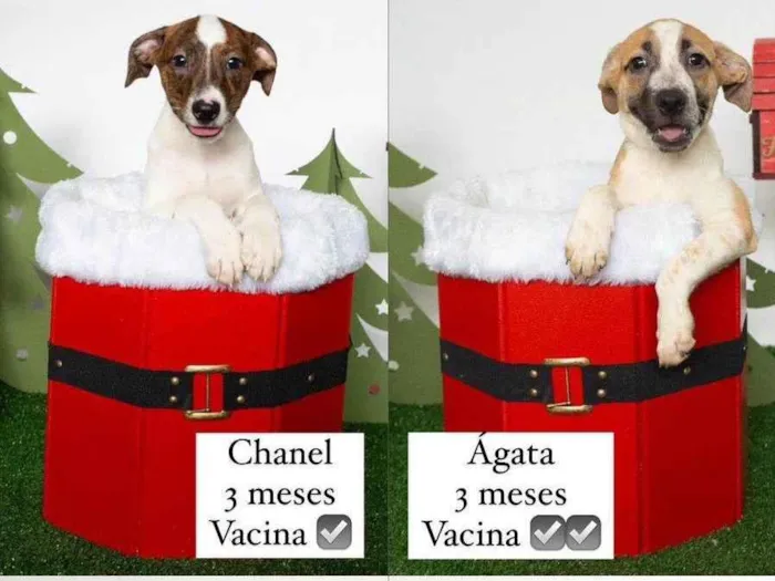 Cachorro ra a SRD-ViraLata idade 2 a 6 meses nome Bebês 
