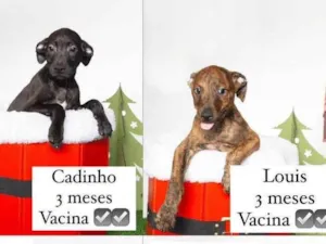 Cachorro raça SRD-ViraLata idade 2 a 6 meses nome Bebês 
