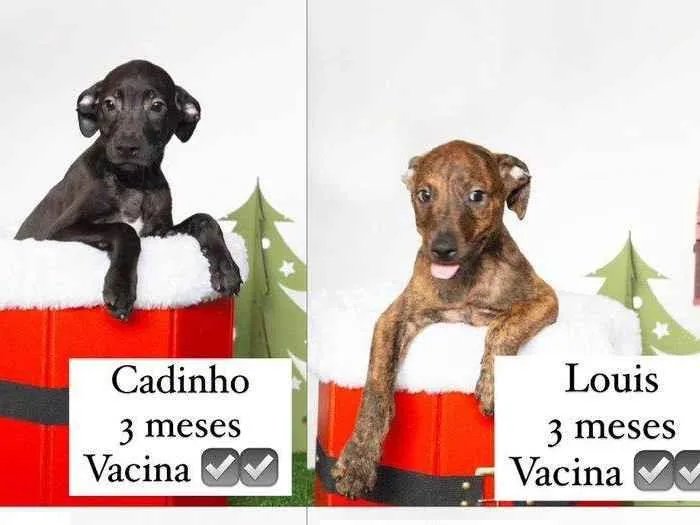 Cachorro ra a SRD-ViraLata idade 2 a 6 meses nome Bebês 