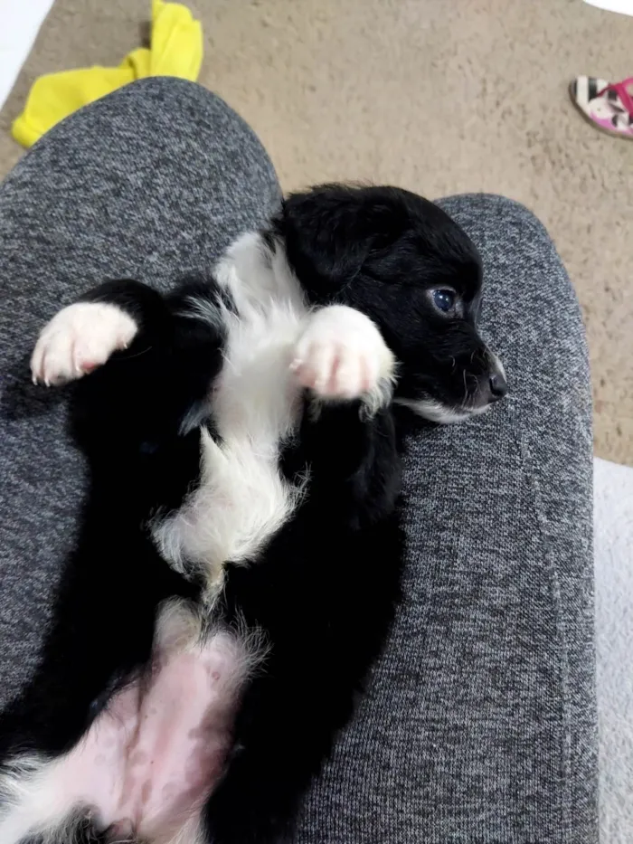 Cachorro ra a SRD-ViraLata idade 2 a 6 meses nome Bebês 