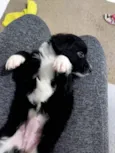 Bebês