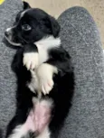 Bebês