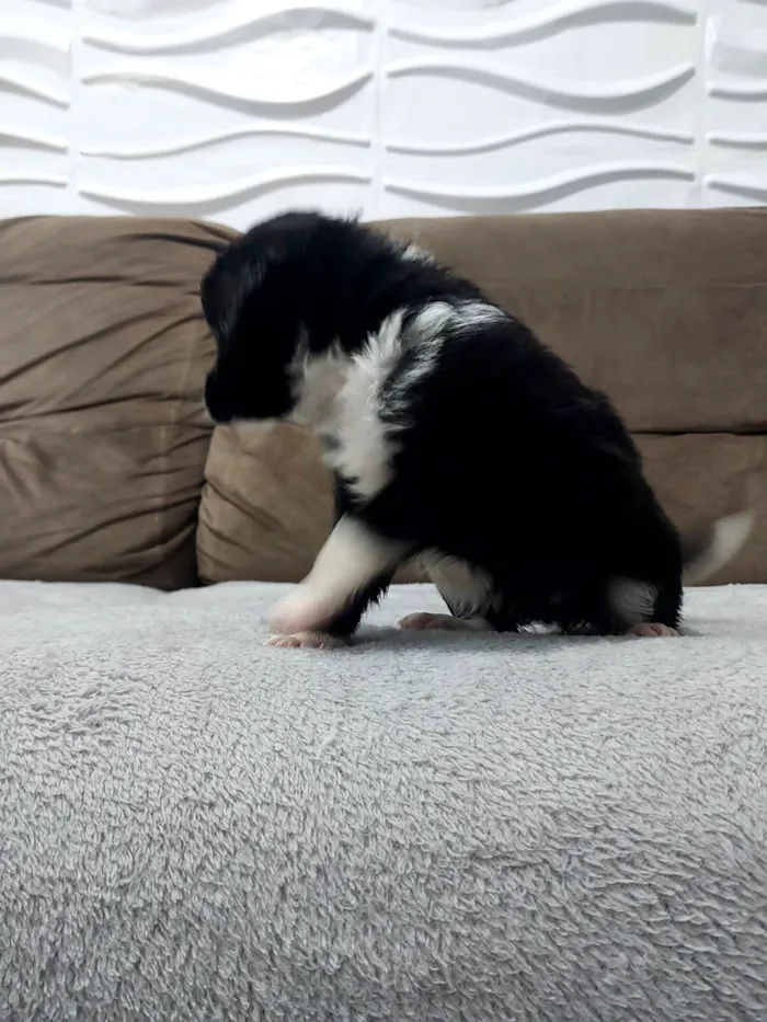 Cachorro ra a SRD-ViraLata idade 2 a 6 meses nome Bebês 