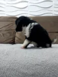 Bebês