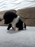 Bebês