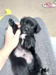 Bebês