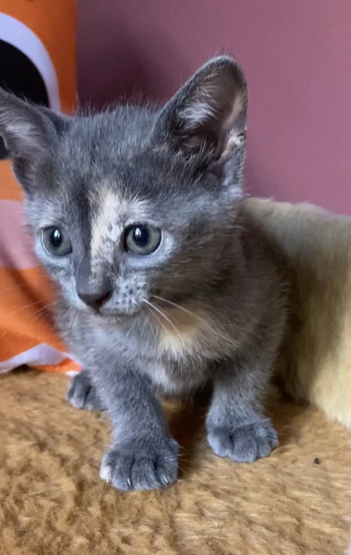 Gato ra a Srd idade Abaixo de 2 meses nome Mônica 