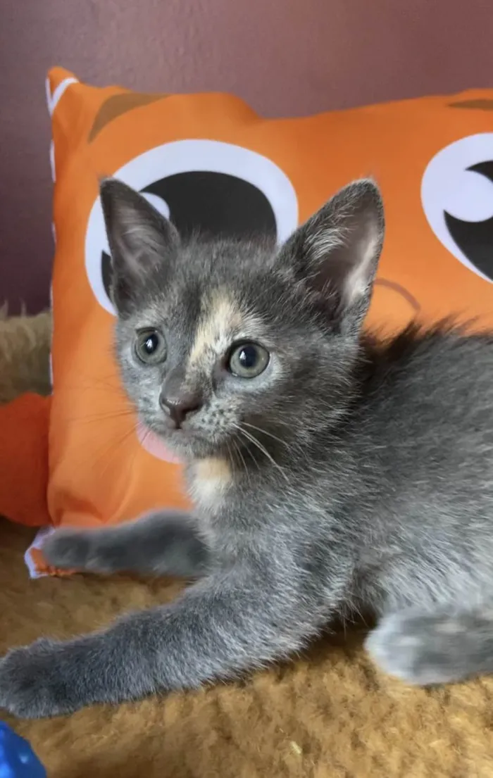 Gato ra a Srd idade Abaixo de 2 meses nome Mônica 
