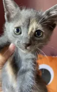 Mônica 