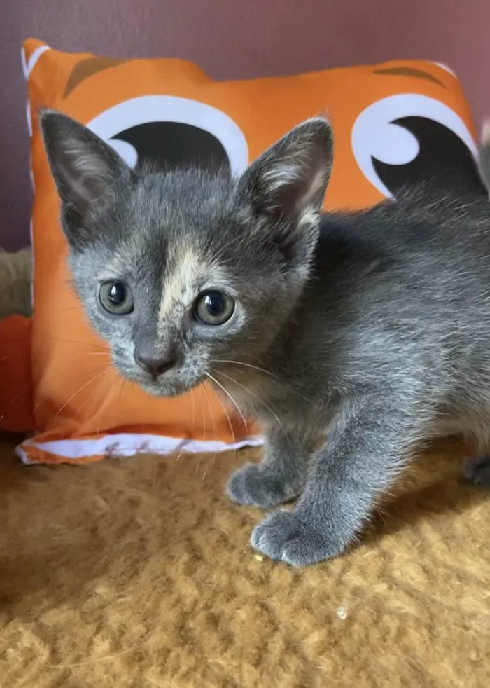Gato ra a Srd idade Abaixo de 2 meses nome Mônica 