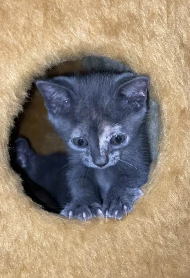 Gato ra a Srd idade Abaixo de 2 meses nome Mônica 