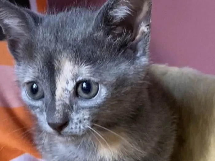 Gato ra a Srd idade Abaixo de 2 meses nome Mônica 
