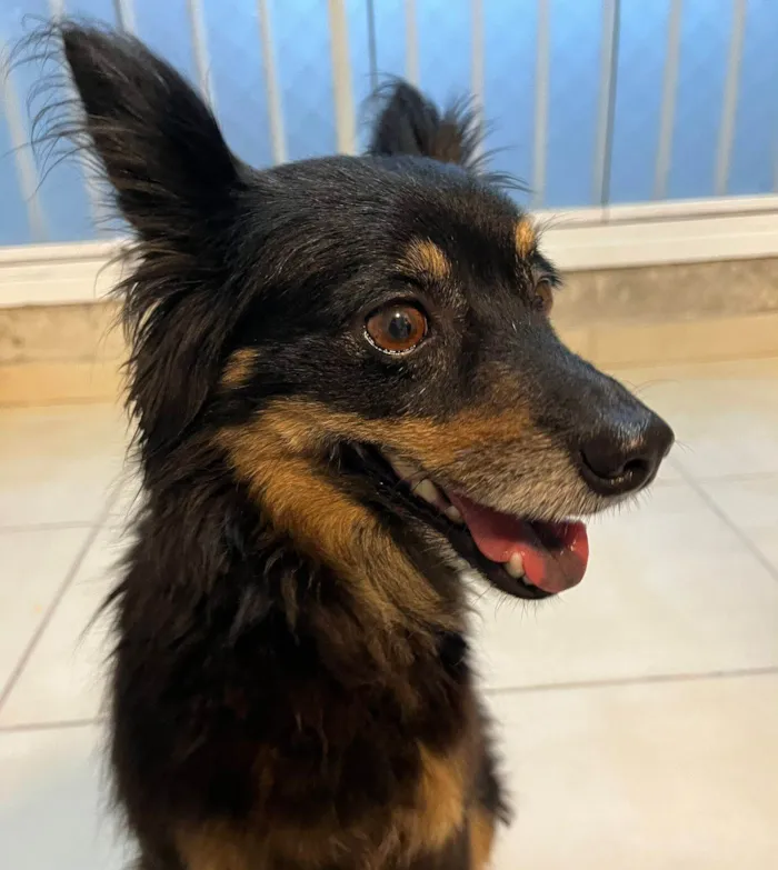 Cachorro ra a SRD-ViraLata idade 4 anos nome Polo