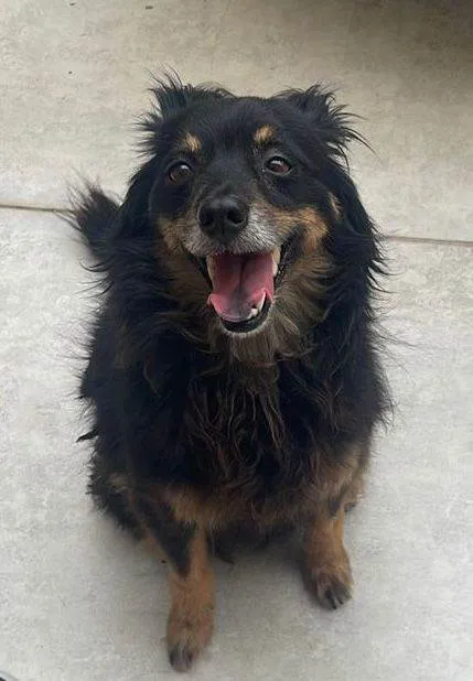 Cachorro ra a SRD-ViraLata idade 4 anos nome Polo