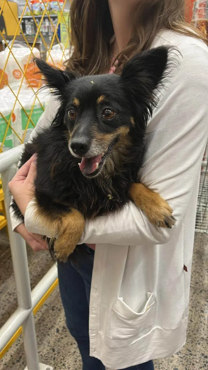 Cachorro ra a SRD-ViraLata idade 4 anos nome Polo