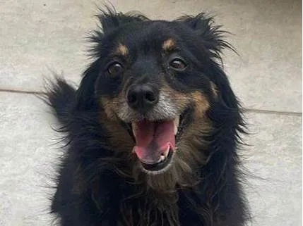Cachorro ra a SRD-ViraLata idade 4 anos nome Polo