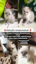 Não tem