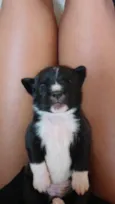 MEL