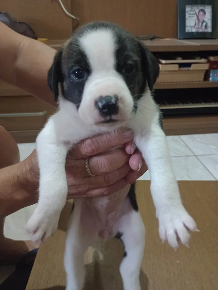 Cachorro ra a Pit-Bull idade Abaixo de 2 meses nome MEL