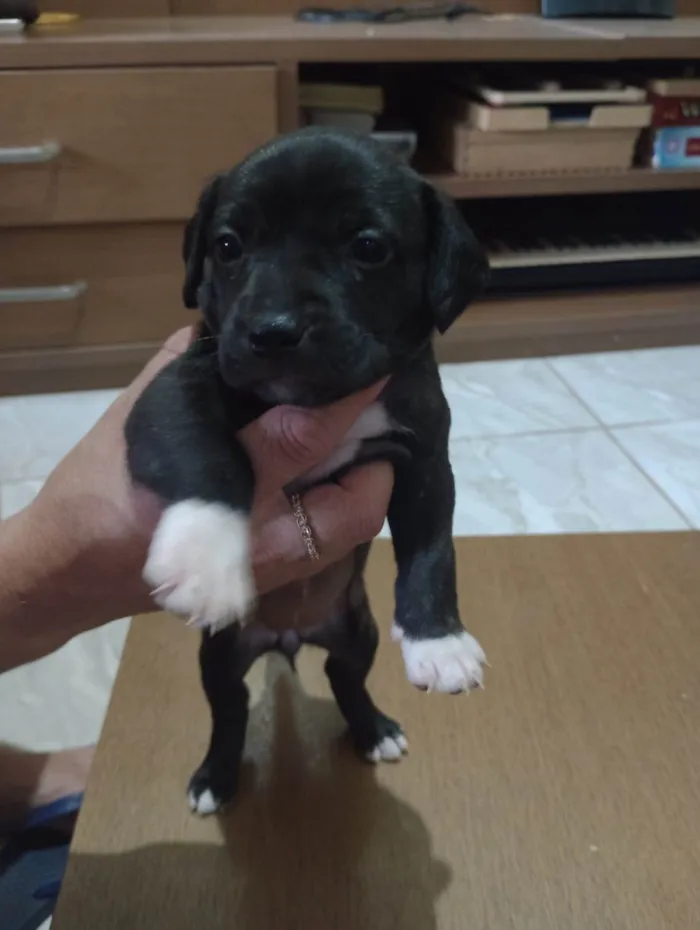 Cachorro ra a Pit-Bull idade Abaixo de 2 meses nome MEL