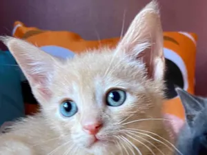 Gato raça Srd idade Abaixo de 2 meses nome Ariel