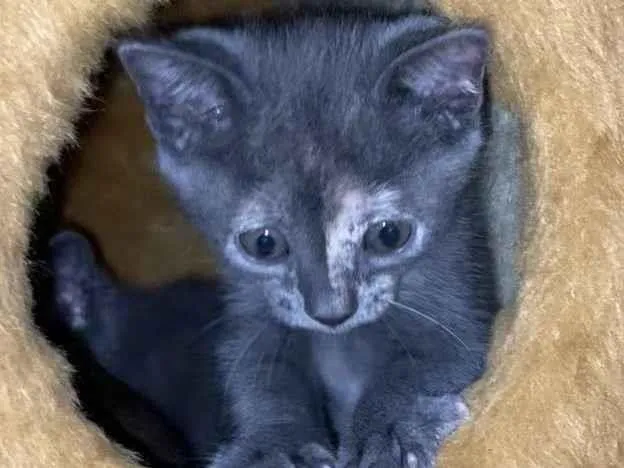 Gato ra a Srd idade Abaixo de 2 meses nome Mônica 