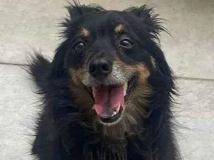 Cachorro raça SRD-ViraLata idade 4 anos nome Polo
