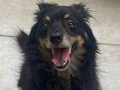 Cachorro ra a SRD-ViraLata idade 4 anos nome Polo