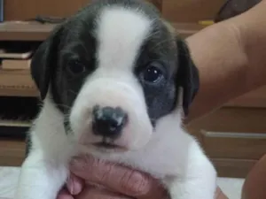 Cachorro raça Pit-Bull idade Abaixo de 2 meses nome MEL