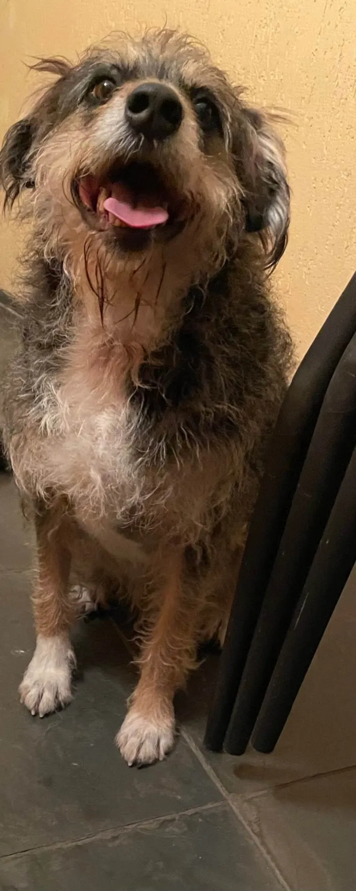 Cachorro ra a SRD idade 4 anos nome Banzé 
