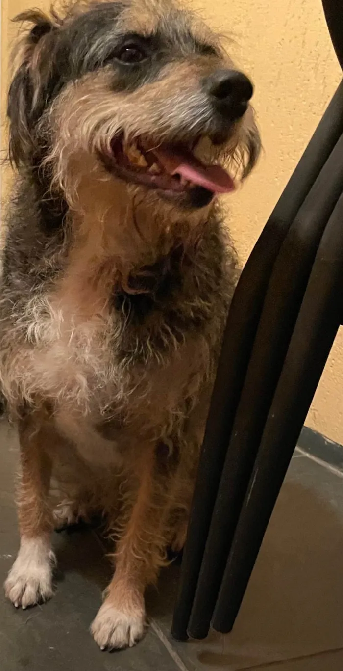 Cachorro ra a SRD idade 4 anos nome Banzé 